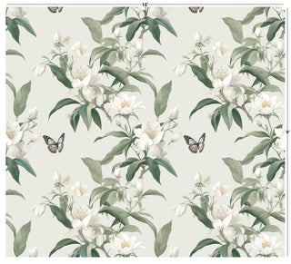 White Magnolia Butterfly
